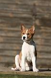 BASENJI 200